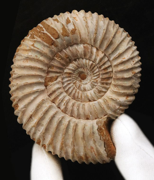 肋(ろく)が切り立って珍しいタイプ、マダガスカルのジュラ紀の地層から発見されたアンモナイト、ペリスフィンクテス(Perisphinctes)(その4)