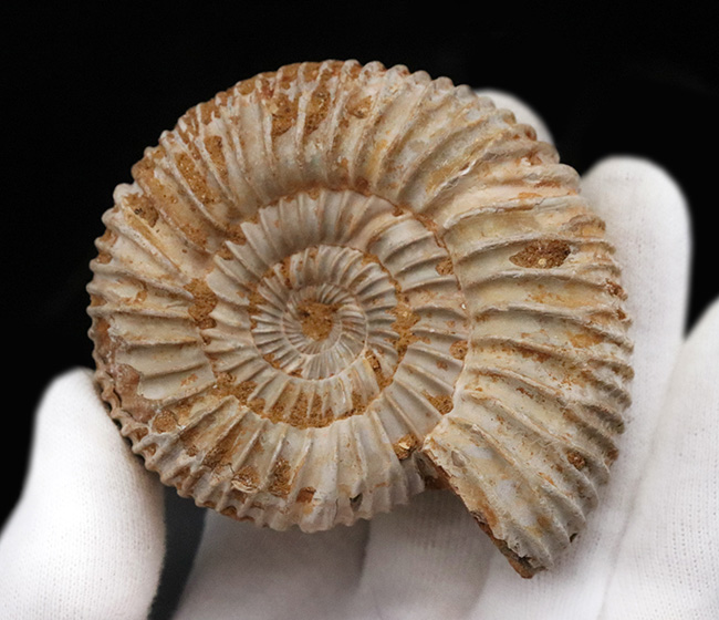 肋(ろく)が切り立って珍しいタイプ、マダガスカルのジュラ紀の地層から発見されたアンモナイト、ペリスフィンクテス(Perisphinctes)(その6)