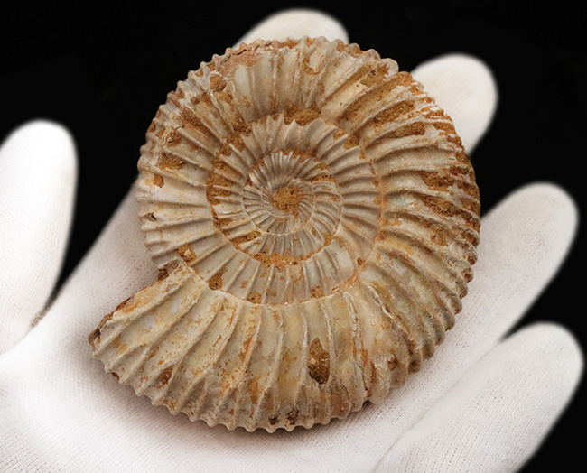 肋(ろく)が切り立って珍しいタイプ、マダガスカルのジュラ紀の地層から発見されたアンモナイト、ペリスフィンクテス(Perisphinctes)(その7)
