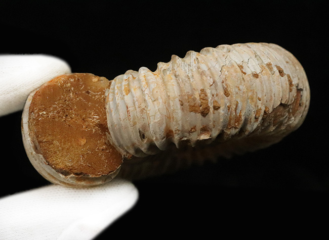 肋(ろく)が切り立って珍しいタイプ、マダガスカルのジュラ紀の地層から発見されたアンモナイト、ペリスフィンクテス(Perisphinctes)(その9)