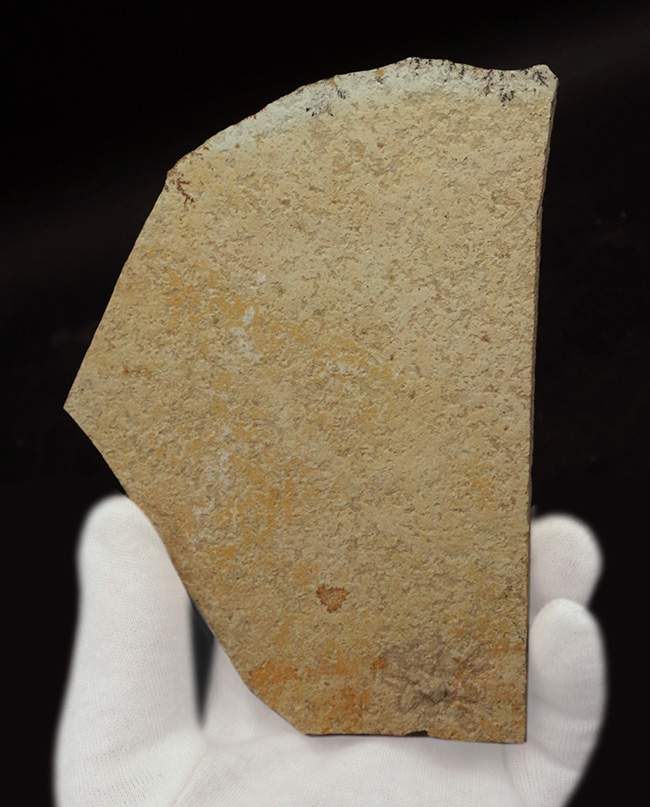 ドイツ・ゾルンホーフェン産の浮遊性のウミユリ、サッココーマ（Saccocoma tenella）の化石（その1）