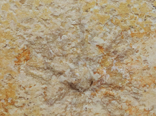 ドイツ・ゾルンホーフェン産の浮遊性のウミユリ、サッココーマ（Saccocoma tenella）の化石（その7）