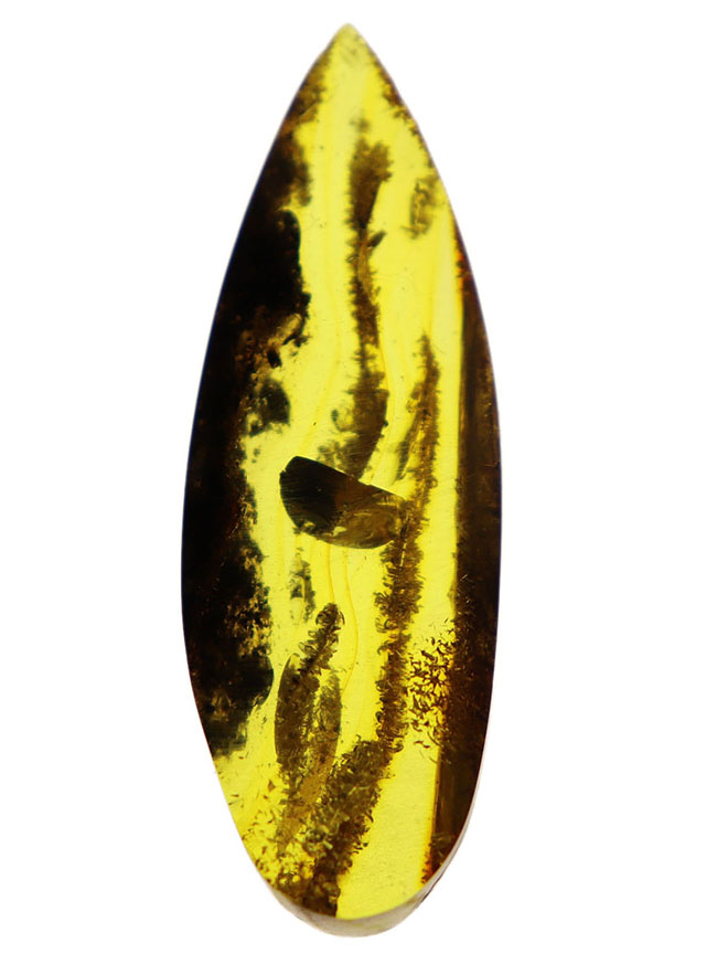 ビッグサイズ！ミズナラやオークの雄花の化石である「星状毛」を多数内包したバルト海産琥珀（Amber）（その1）