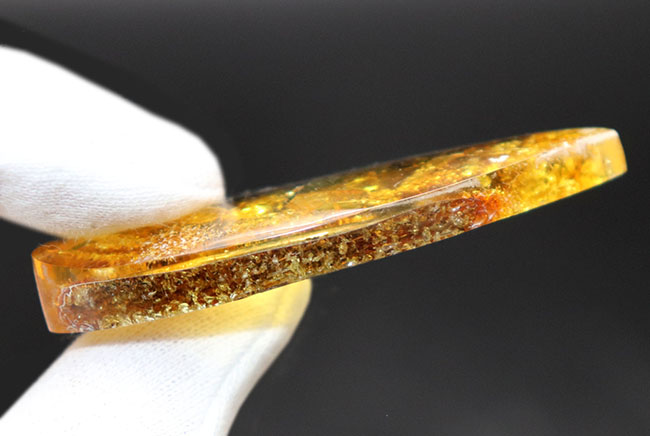ビッグサイズ!ミズナラやオークの雄花の化石である「星状毛」を多数内包したバルト海産琥珀(Amber)(その10)