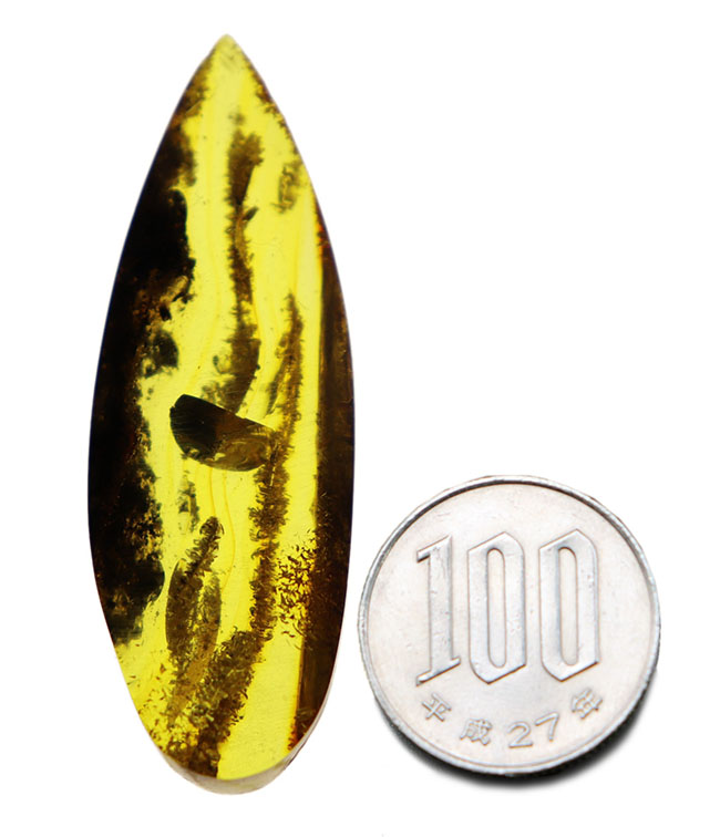 ビッグサイズ！ミズナラやオークの雄花の化石である「星状毛」を多数内包したバルト海産琥珀（Amber）（その11）