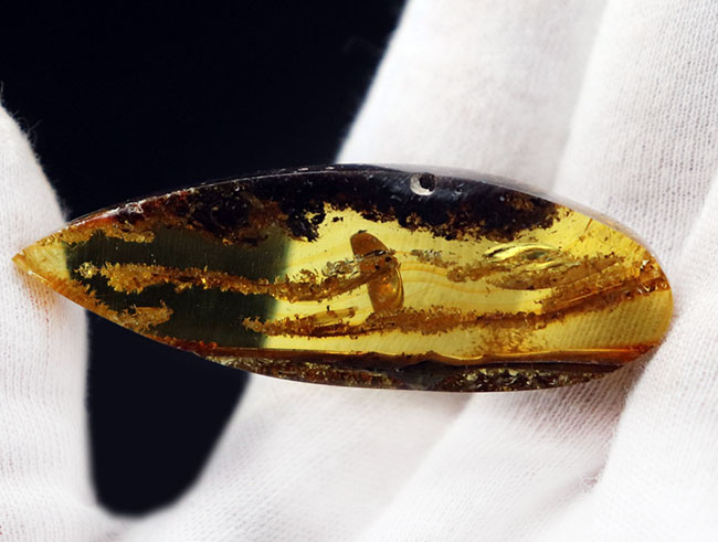 ビッグサイズ！ミズナラやオークの雄花の化石である「星状毛」を多数内包したバルト海産琥珀（Amber）（その2）