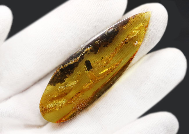 ビッグサイズ！ミズナラやオークの雄花の化石である「星状毛」を多数内包したバルト海産琥珀（Amber）（その3）