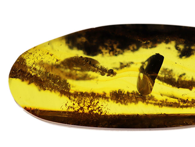 ビッグサイズ！ミズナラやオークの雄花の化石である「星状毛」を多数内包したバルト海産琥珀（Amber）（その4）