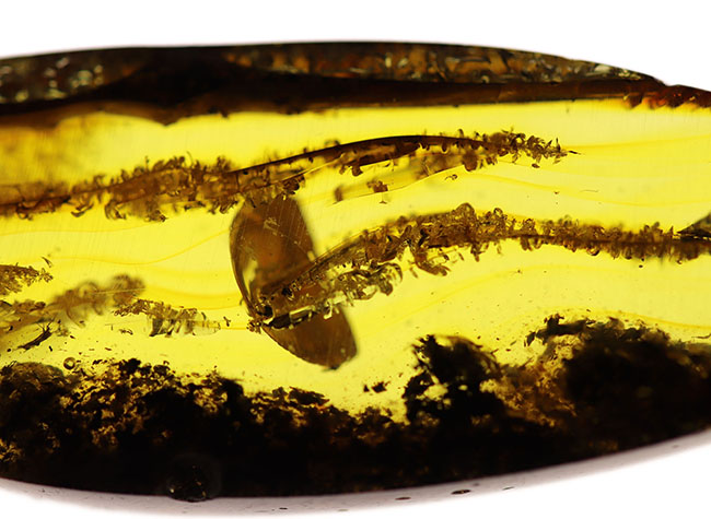 ビッグサイズ！ミズナラやオークの雄花の化石である「星状毛」を多数内包したバルト海産琥珀（Amber）（その5）