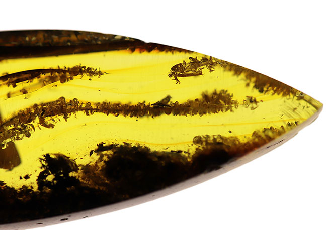 ビッグサイズ！ミズナラやオークの雄花の化石である「星状毛」を多数内包したバルト海産琥珀（Amber）（その6）