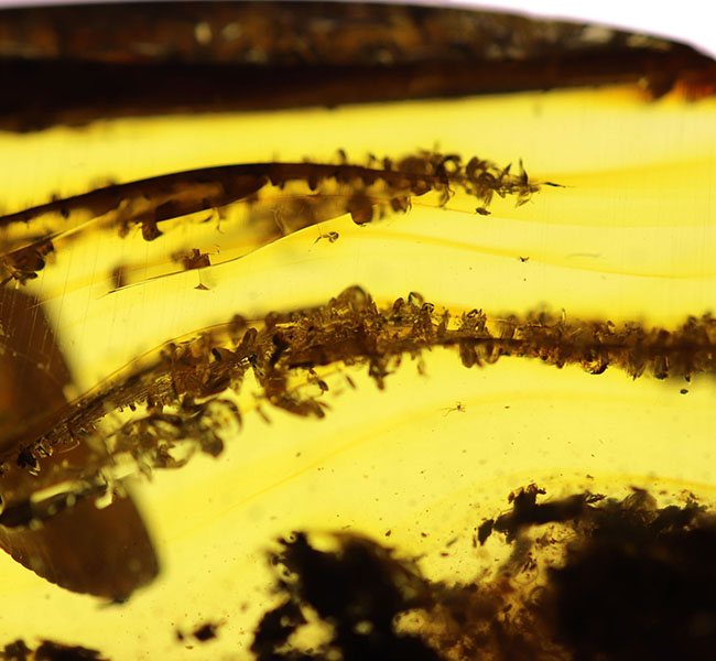 ビッグサイズ！ミズナラやオークの雄花の化石である「星状毛」を多数内包したバルト海産琥珀（Amber）（その8）