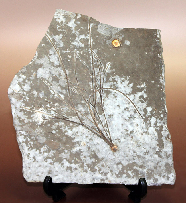 古代魚リコプテラと同居している１３センチにおよぶ植物の化石。おそらくは水性。（その1）