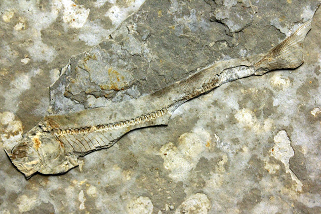 古代魚リコプテラと同居している１３センチにおよぶ植物の化石。おそらくは水性。（その10）