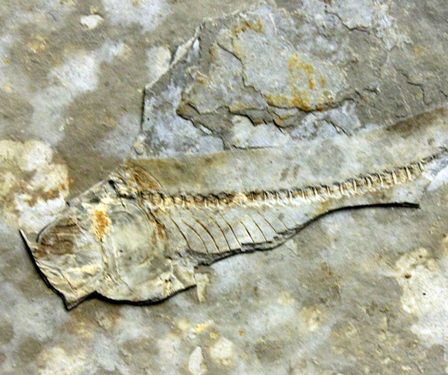 古代魚リコプテラと同居している１３センチにおよぶ植物の化石。おそらくは水性。（その11）