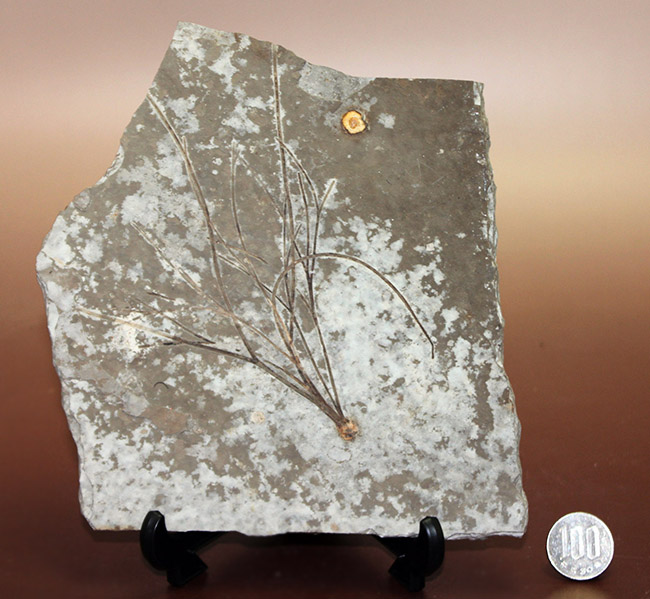 古代魚リコプテラと同居している１３センチにおよぶ植物の化石。おそらくは水性。（その14）