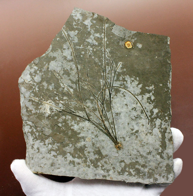 古代魚リコプテラと同居している１３センチにおよぶ植物の化石。おそらくは水性。（その2）
