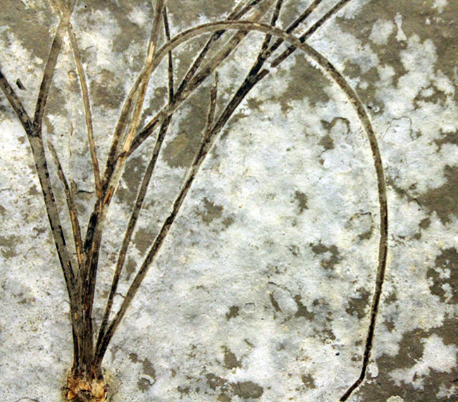 古代魚リコプテラと同居している１３センチにおよぶ植物の化石。おそらくは水性。（その5）