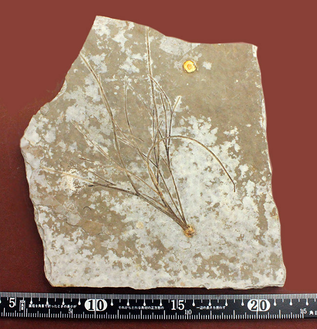 古代魚リコプテラと同居している１３センチにおよぶ植物の化石。おそらくは水性。（その8）