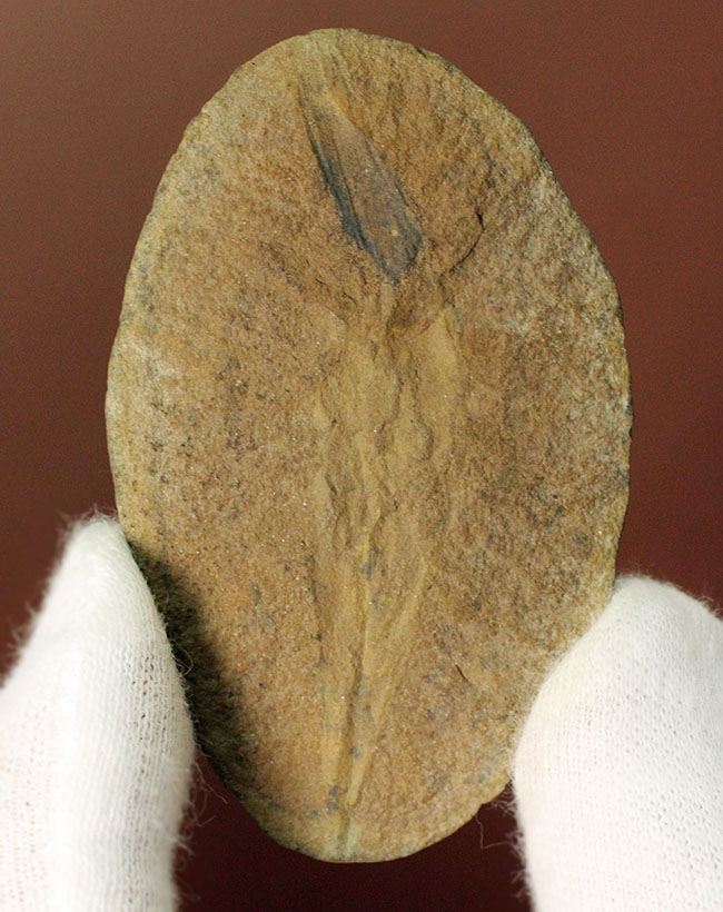 レア！イリノイ州メゾンクリーク州産、石炭紀の鮫の卵の化石とされるパラエオキシリス（Palaeoxyris sp.）の標本（その1）