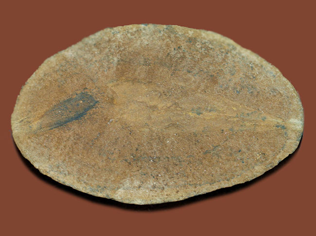 レア！イリノイ州メゾンクリーク州産、石炭紀の鮫の卵の化石とされるパラエオキシリス（Palaeoxyris sp.）の標本（その2）