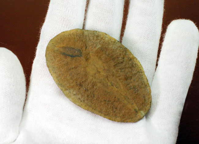 レア!イリノイ州メゾンクリーク州産、石炭紀の鮫の卵の化石とされるパラエオキシリス(Palaeoxyris sp.)の標本(その3)