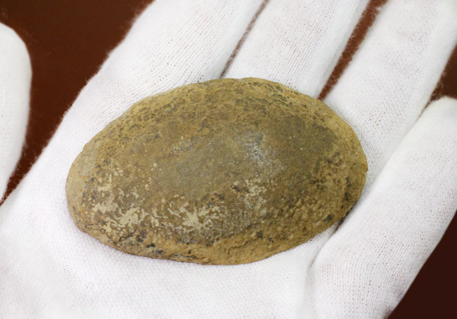 レア!イリノイ州メゾンクリーク州産、石炭紀の鮫の卵の化石とされるパラエオキシリス(Palaeoxyris sp.)の標本(その4)