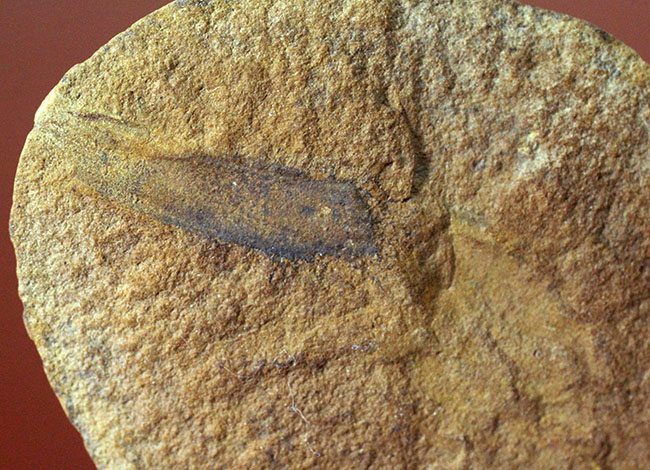 レア！イリノイ州メゾンクリーク州産、石炭紀の鮫の卵の化石とされるパラエオキシリス（Palaeoxyris sp.）の標本（その5）