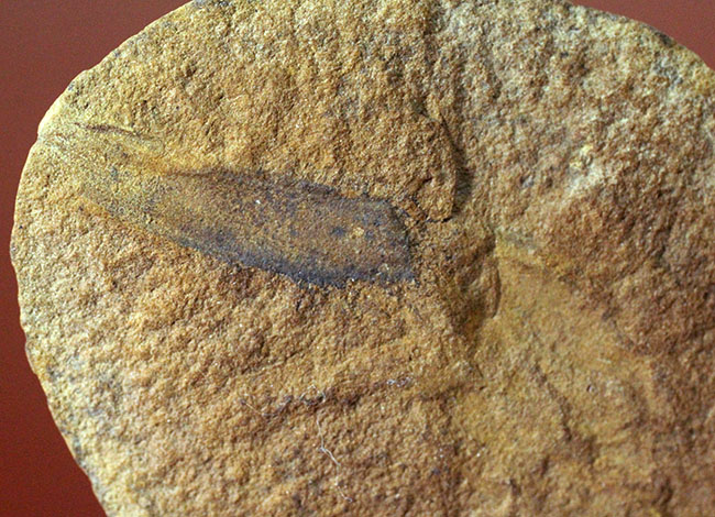 レア!イリノイ州メゾンクリーク州産、石炭紀の鮫の卵の化石とされるパラエオキシリス(Palaeoxyris sp.)の標本(その5)