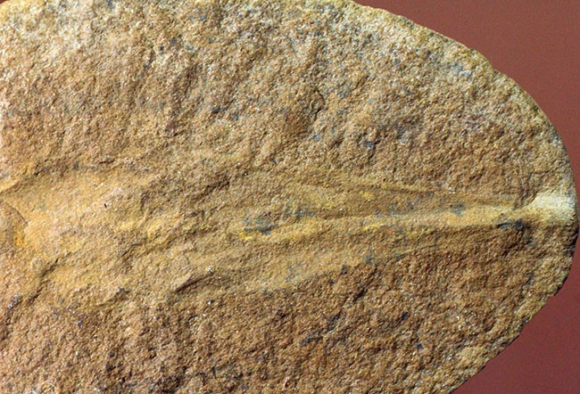レア！イリノイ州メゾンクリーク州産、石炭紀の鮫の卵の化石とされるパラエオキシリス（Palaeoxyris sp.）の標本（その6）