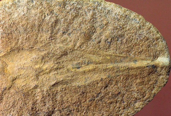 レア!イリノイ州メゾンクリーク州産、石炭紀の鮫の卵の化石とされるパラエオキシリス(Palaeoxyris sp.)の標本(その6)