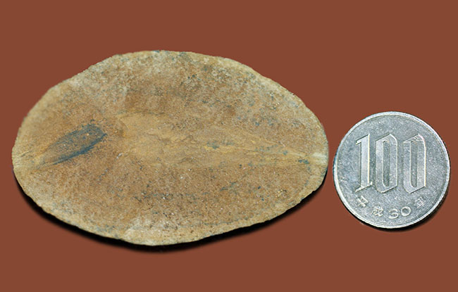 レア!イリノイ州メゾンクリーク州産、石炭紀の鮫の卵の化石とされるパラエオキシリス(Palaeoxyris sp.)の標本(その8)