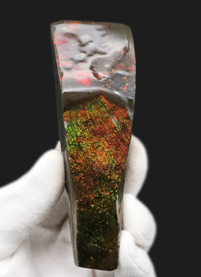 10センチを超えるロングピース!これぞレッドドラゴン!カナダ産アンモ”ラ”イト(Ammolite)(その1)