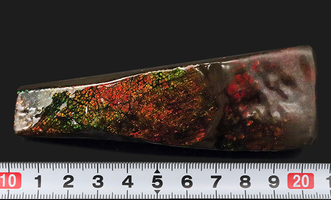 10センチを超えるロングピース!これぞレッドドラゴン!カナダ産アンモ”ラ”イト(Ammolite)(その10)