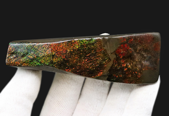 10センチを超えるロングピース!これぞレッドドラゴン!カナダ産アンモ”ラ”イト(Ammolite)(その2)