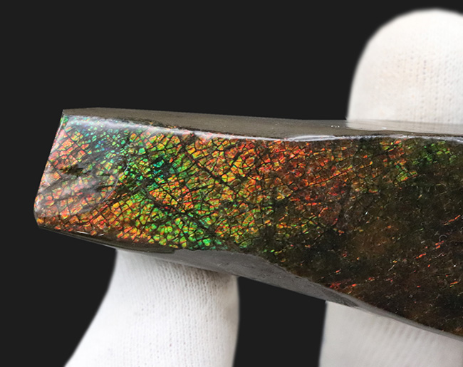 １０センチを超えるロングピース！これぞレッドドラゴン！カナダ産アンモ”ラ”イト（Ammolite）（その3）