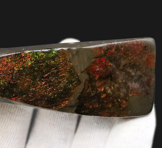 10センチを超えるロングピース!これぞレッドドラゴン!カナダ産アンモ”ラ”イト(Ammolite)(その4)