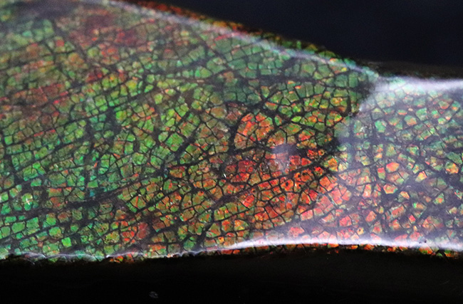 10センチを超えるロングピース!これぞレッドドラゴン!カナダ産アンモ”ラ”イト(Ammolite)(その5)
