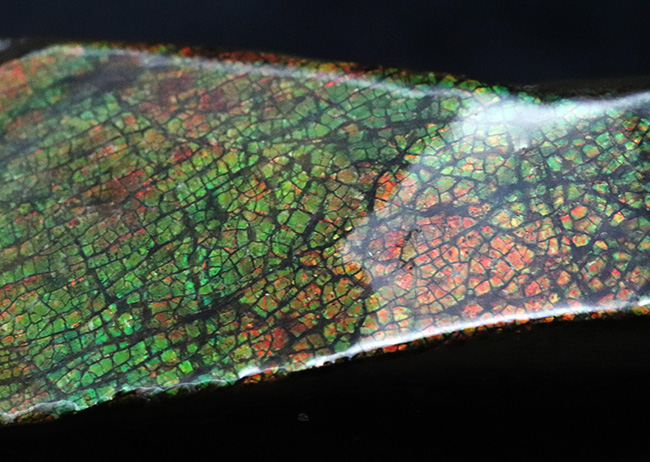 10センチを超えるロングピース!これぞレッドドラゴン!カナダ産アンモ”ラ”イト(Ammolite)(その6)