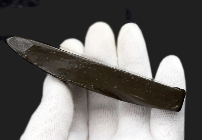 10センチを超えるロングピース!これぞレッドドラゴン!カナダ産アンモ”ラ”イト(Ammolite)(その9)