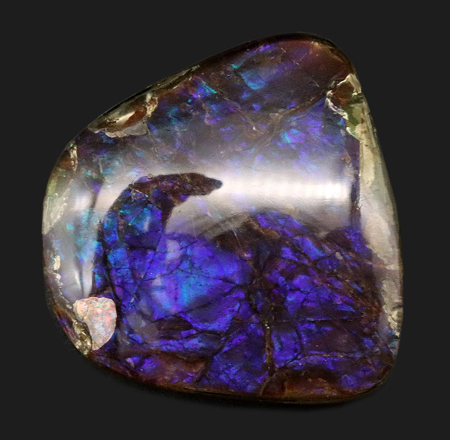 ザ・パープル!希少色、紫や青で満たされた、非常に希少なアンモライト(Ammolite)のピース(その1)