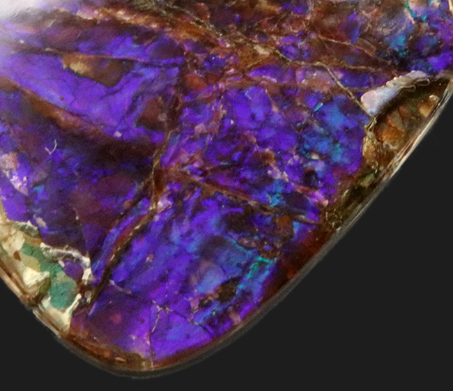 ザ・パープル!希少色、紫や青で満たされた、非常に希少なアンモライト(Ammolite)のピース(その2)