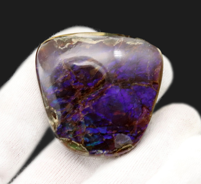 ザ・パープル!希少色、紫や青で満たされた、非常に希少なアンモライト(Ammolite)のピース(その3)