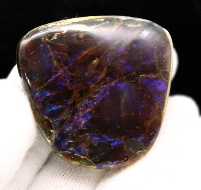 ザ・パープル!希少色、紫や青で満たされた、非常に希少なアンモライト(Ammolite)のピース(その4)