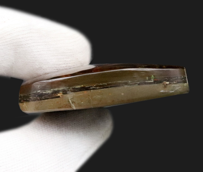 ザ・パープル!希少色、紫や青で満たされた、非常に希少なアンモライト(Ammolite)のピース(その7)