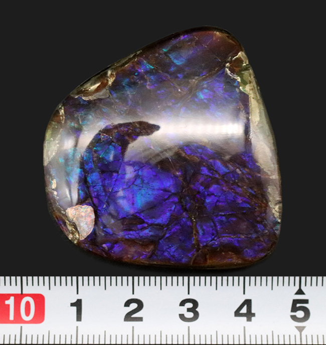 ザ・パープル!希少色、紫や青で満たされた、非常に希少なアンモライト(Ammolite)のピース(その8)