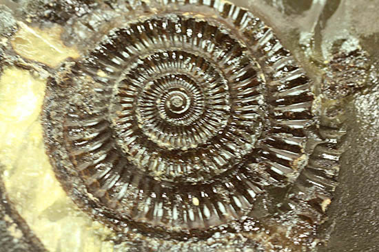 重厚感溢れる、ネガポジ揃った、渋い色合いに心惹かれるダクチリオセラス(Dactylioceras sp.)(その13)
