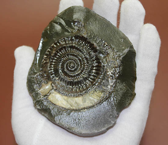 重厚感溢れる、ネガポジ揃った、渋い色合いに心惹かれるダクチリオセラス(Dactylioceras sp.)(その3)