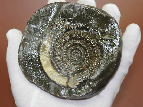 重厚感溢れる、ネガポジ揃った、渋い色合いに心惹かれるダクチリオセラス(Dactylioceras sp.)(その4)
