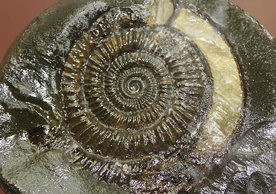 重厚感溢れる、ネガポジ揃った、渋い色合いに心惹かれるダクチリオセラス(Dactylioceras sp.)(その7)