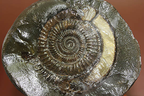 重厚感溢れる、ネガポジ揃った、渋い色合いに心惹かれるダクチリオセラス(Dactylioceras sp.)(その8)